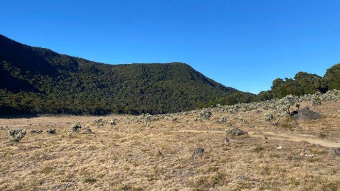 Potret Alun-alun Suryakencana di Gunung Gede, tempat wisata di Bogor yang jadi favorit wisatawan.