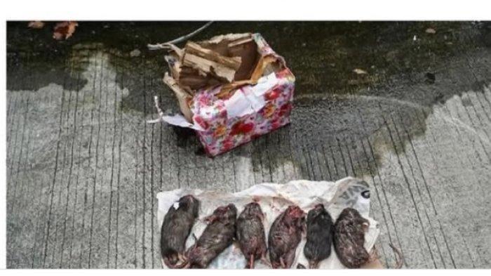 PAKET TIKUS TEMPO - Kantor redaksi Tempo kembali mendapatkan kiriman bangkai hewan. Setelah paket potongan kepala babi, yang dikirim ke kantor redaksi Tempo, kemudian Tempo selanjutnya mendapatkan kiriman kedua berupa kotak berisi bangkai tikus yang dipenggal. Paket tersebut ditemukan oleh petugas kebersihan Tempo berupa kardus berisi enam ekor tikus pada Sabtu, 22 Maret 2025, pukul 08.00 WIB.