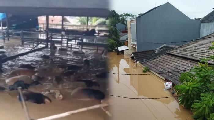 BANJIR VILLA NUSA INDAH - Banjir di Bekasi masih belum surut, ada 15 orang terjebak dalam rumah. Sapi terendam banjir, hingga rumah sakit dan mall mulai dimasuki air.