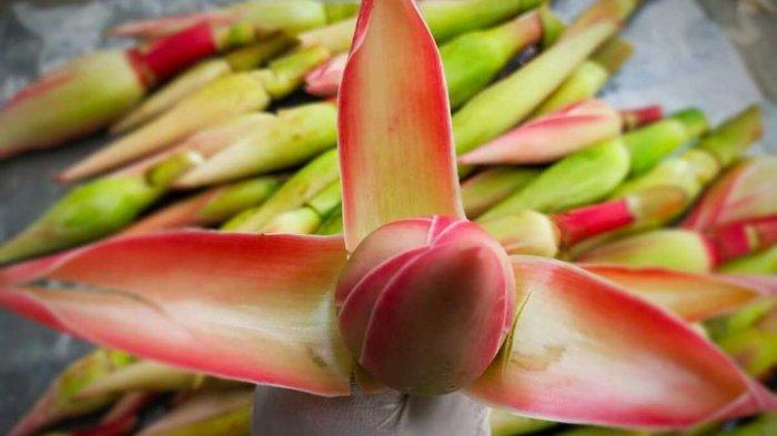 Bunga kecombrang atau torch ginger (Etlingera elatior)