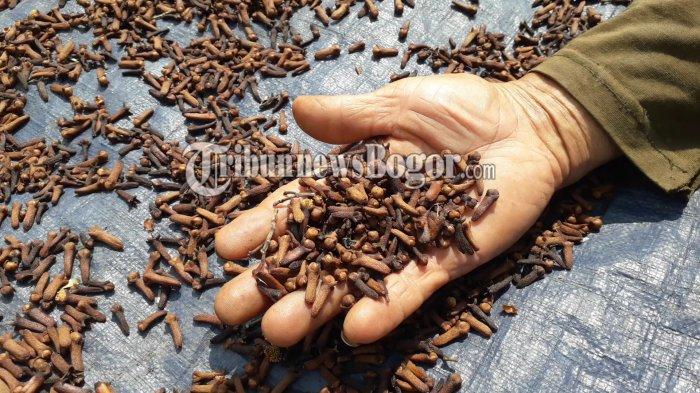 Cengkeh bisa dipakai untuk mengusir nyamuk dari rumah