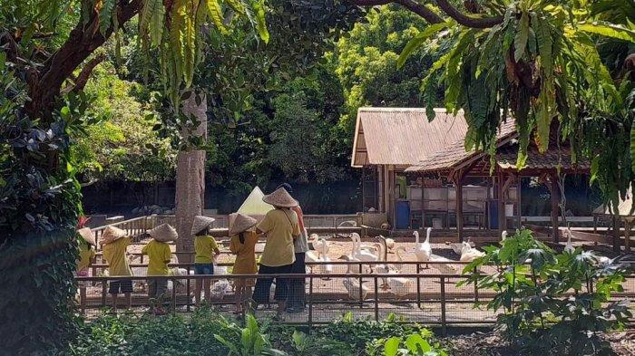 Bermain dengan aneka hewan di Kuntum Farmfield yang menyuguhkan wisata perkebunan serta peternakan,  menjadi tempat wisata di Bogor yang cocok jadi pilihan.