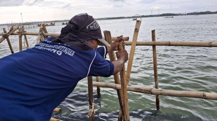 Nelayan di Desa Ketapang, Kecamatan Mauk, Kabupaten Tangerang membantu membongkar pagar laut, Rabu (22/1/2025).