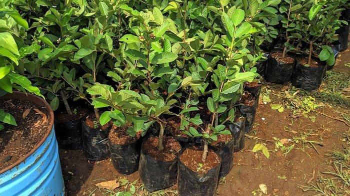 Hamparan pembibitan jambu kristal di Nusagrow Farm, jangan lewatkan kesempatan asyik untuk mengunjungi tempat wisata di Bogor ini.