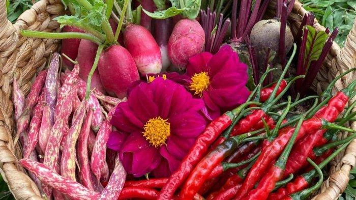 Segarnya beragam sayuran merah merona yang ditanam di tempat wisata Bogor OJ Organic Farm, kamu bisa piknik sambil memetik sayuran serta buah-buahan yang tersedia disini.