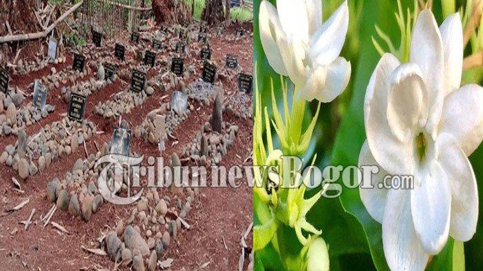 Penampakan Terkini Makam Berisi 7 Jasad Utuh dan Wangi di Bogor, Kuburannya Ditumpuk Batu Kali