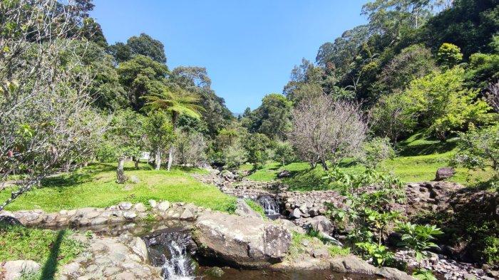 Penampakan pohon sakura yang berada di tempat wisata Kebun Raya Cibodas