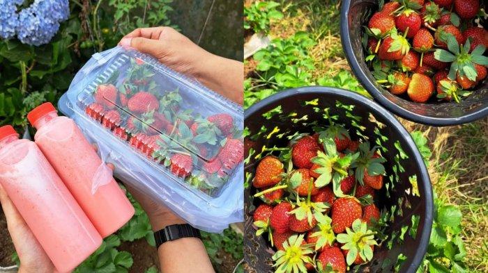 Puncak Pass Farm atau Farm House Puncak Pass bisa menjadi pilihan wisata yang tepat dan wajib kamu kunjungi saat berlibur ke Puncak Bogor, wisata ini berkonsep agrowisata perkebunan buah dan sayuran, salah satunya buah strawberry.