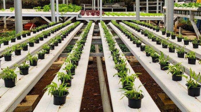 Bermain sambil belajar tanaman hidroponik di RH Farm Cifor, tempat wisata yang bisa dikunjungi dengan di kecil untuk lebih dekat dengan beragam sayuran dan buah-buahan.
