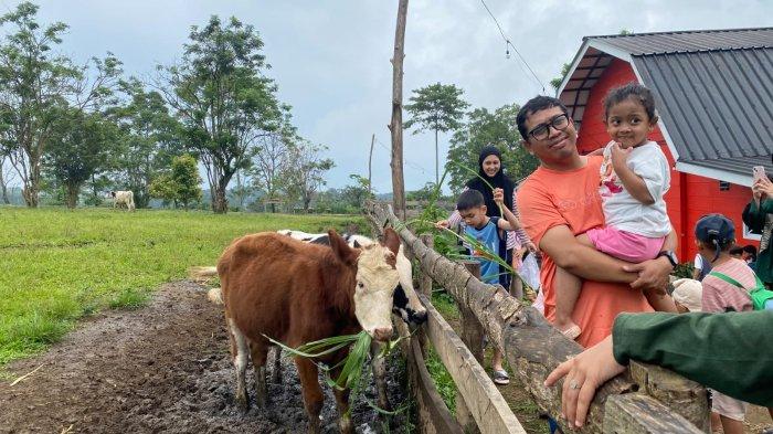 WISATA BOGOR - Erif Dairy Farm Bogor tidak hanya menawarkan keindahan alamnya saja, di sini kamu juga dapat berinteraksi langsung dengan hewan seperti sapi, kambing, domba dan kelinci.