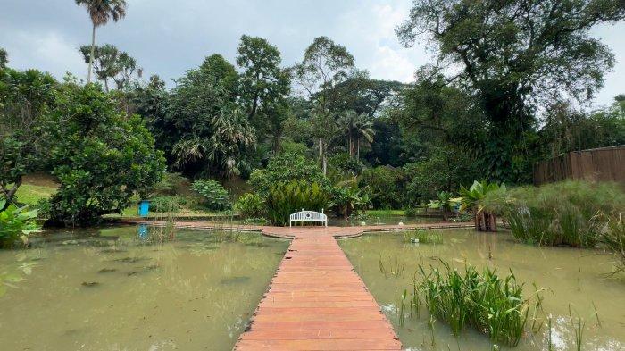 TEMPAT WISATA BOGOR - Jembatan kayu di Taman Akuatik, Kebun Raya Bogor. Jembatan ini menghubungkan area taman dengan sebuah bangku putih yang menjadi spot favorit pengunjung untuk bersantai dan berfoto di tengah suasana asri 