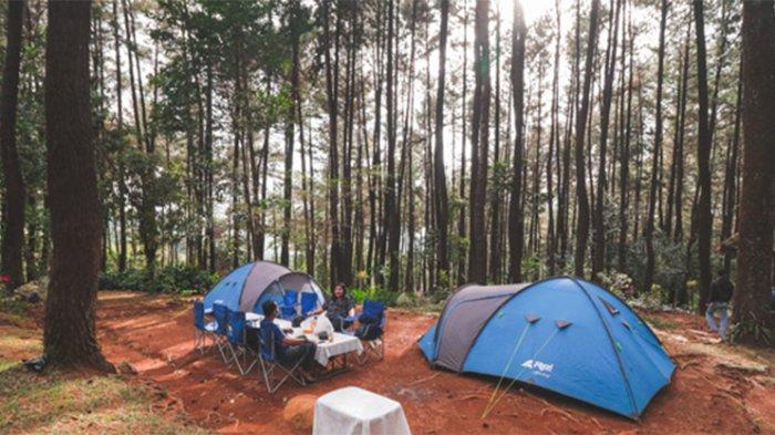 Salah satu kegiatan seru yang bisa dilakukan di tempat wisata alam Gunung Pancar Bogor adalah berkemah di tengah hutan pinus.