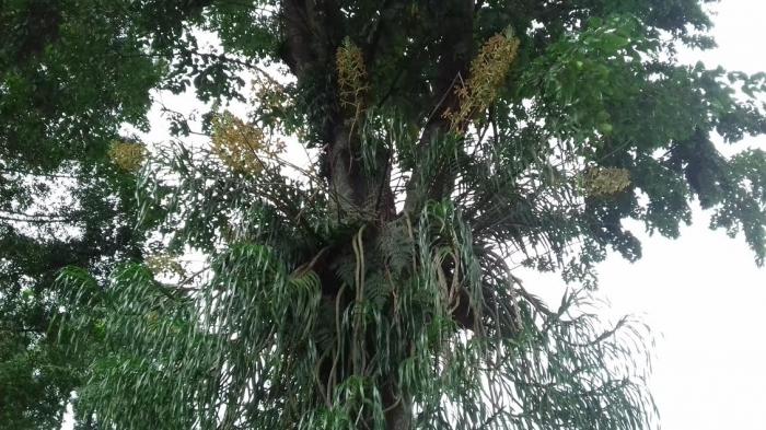 Anggrek raksasa koleksi Kebun Raya Bogor ini hanya berbunga secara serempak dua tahun sekali.