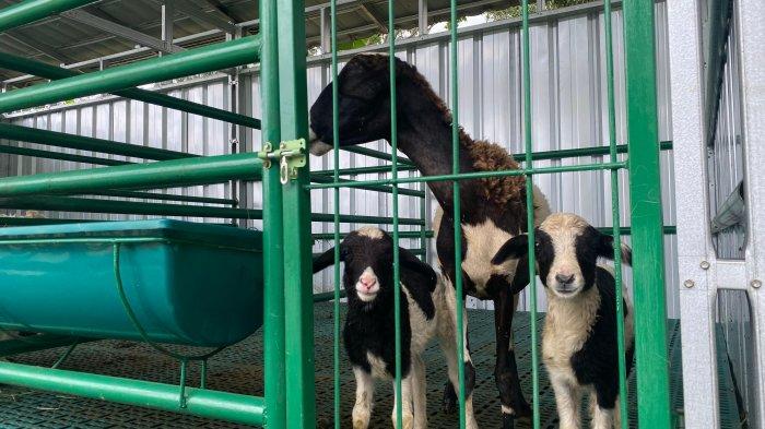 TEMPAT WISATA BOGOR - Peternakan di Kebun Wisata Pasirmukti memiliki berbagai jenis hewan salah satunya kambing, pengunjung bisa mengenal lebih dekat proses pemeliharaan kambing, ayam, bebek dan angsa. 