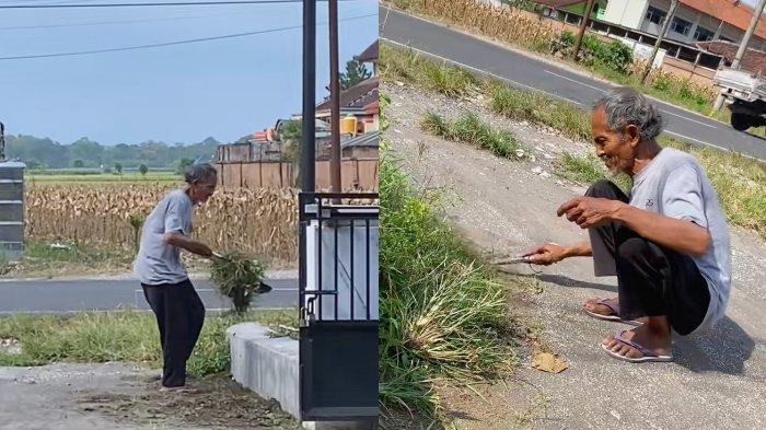 Viral di media sosial seorang bapak tua menawarkan jasa mencabut dan membersihkan rumput di rumah warga. 