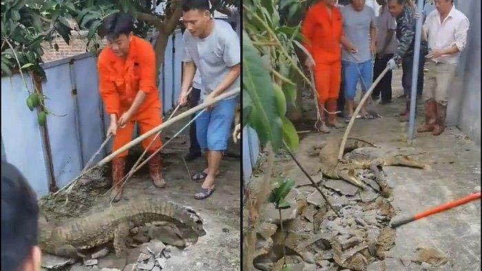 Tangkap layar viral video buaya keluar dari dalam tanah yang jadi bahan perbincangan warganet di Indonesia.