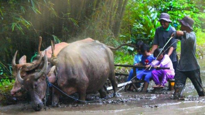 Jika mencari tempat wisata keluarga dengan tema outdoor di Bogor, maka Cibalung Happy Land bisa menjadi alternatif. 