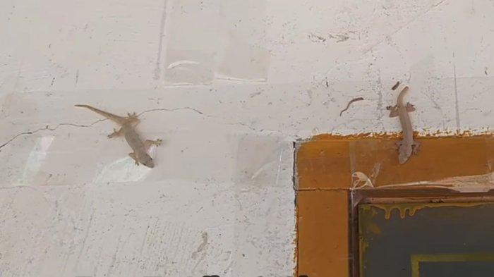 Simak cara mengusir cicak di rumah dengan bahan yang murah. Hati-hati, cicak merupakan pembawa bakteri yang membahayakan kesehatan penghuni rumah.