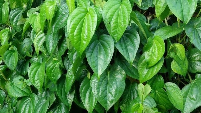 daun sirih