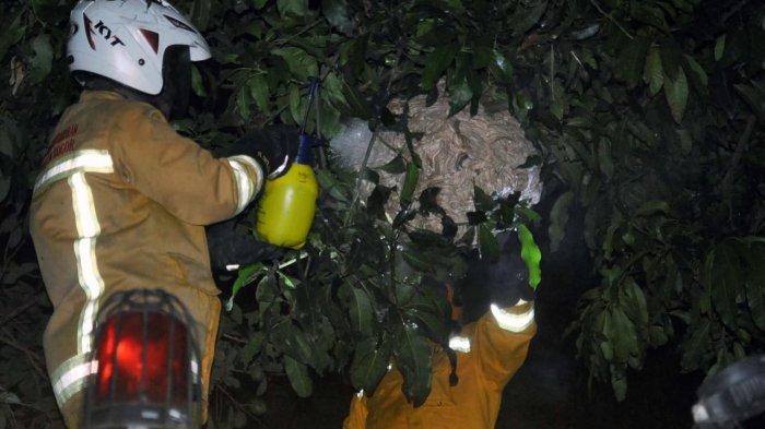 Petugas Damkar Mengamankan Sarang Tawon Raksasa