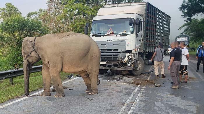 INDUK GAJAH VIRAL: Tangkapan layar momen sedih induk gajah meratapi detik-detik anaknya mati ditabrak truk di tengah jalan. Warga pun menangis saat evakuasi korban, disadur pada Selasa (13/5/2025).