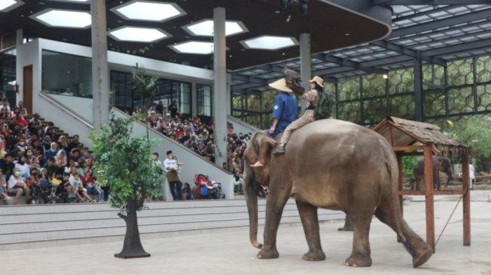 Pertunjukan gajah di tempat wisata Taman Safari Indonesia Bogor.