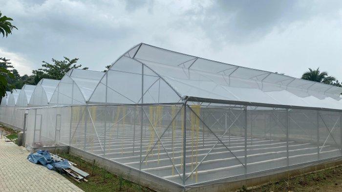 TEMPAT WISATA BOGOR – Green house melon menjadi tempat baru yang ada di Kebun Wisata Pasirmukti, budidaya melon ini ditanam secara hidroponik, pada saat panen pengunjung bisa membeli dan memetik secara langsung. 