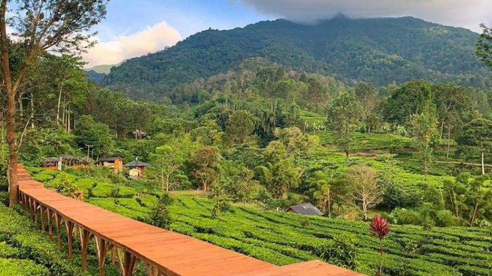 Menyuguhkan hamparan luas teh hijau, tempat wisata Gunung Mas Puncak Bogor jadi favoritnya para wisatawan mancanegara.