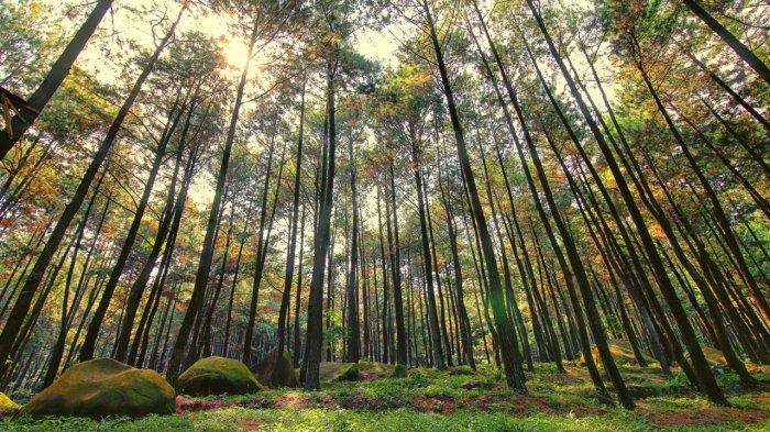 Salah satu tempat wisata alam yang bisa kamu kunjungi saat akhir pekan adalah Gunung Pancar Bogor. Sebab di sini kamu bisa melakukan banyak aktivitas seru, sehingga dijamin kamu tidak akan merasa bosan.