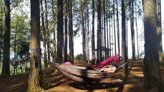 Mencoba hammock Wana Wisata Pokland yang terpasang, cocok untuk menjernihkan pikiran sembari menghirup udara sejuk dan melihat indahnya rimbunan pohon yang berjejer di sepanjang tempat wisata Cianjur ini.