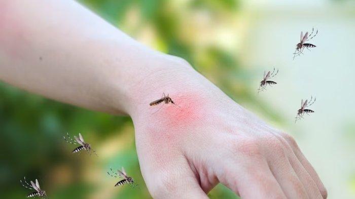 Simak cara mengusir nyamuk dari rumah pakai bahan alami