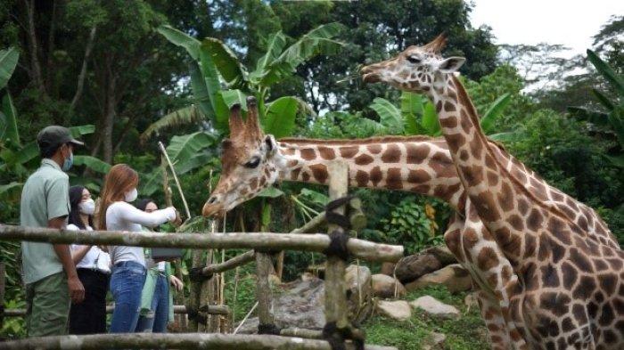 Rekomendasi tempat wisata Bogor untuk isi liburan sekolah, salah satunya di Taman Safari Bogor.
