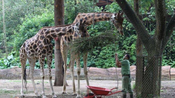 Kamu bisa mengunjungi tempat wisata Taman Safari Bogor ini naik kendaraan pribadi, atau bahkan naik transportasi umum sekalipun