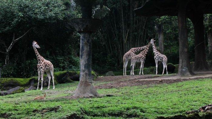 Beragam keseruan saat berpuasa bisa kamu dapatkan di tempat wisata Taman Safari Bogor, mulai dari melihat satwa sampai menjajal banyak wahana permainan.