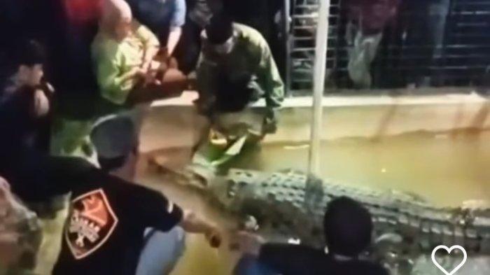 DIGIGIT BUAYA- Viral kakek-kakek mengalami patah tangan karena digigit buaya, harus menjalani operasi dengan biaya Rp40 juta, tidak ditanggung BPJS Kesehatan.