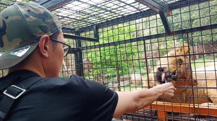 Di tempat wisata Taman Safari Bogor pengunjung bisa memberi makan singa Afrika buas dari dekat.