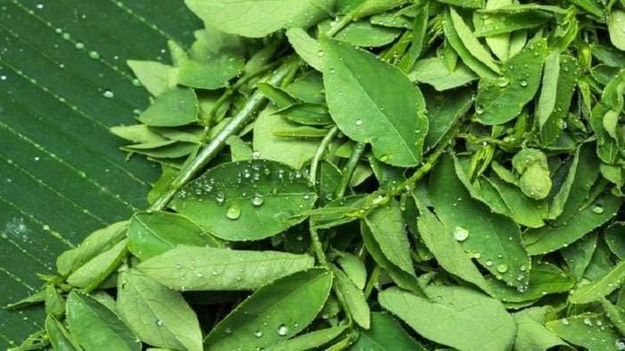 Daun katuk bisa dijadikan campuran sebagai sayur bening atau urap sayuran