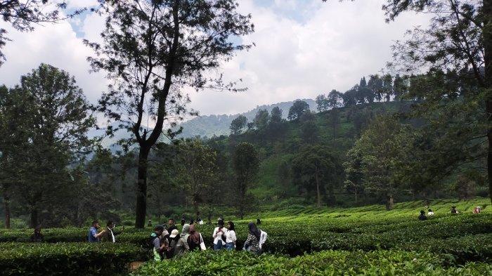 Suasana Objek Wisata Gunung Mas, Puncak Bogor