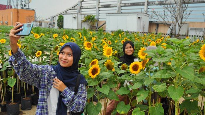 Pengunjung berfoto di kebun Bunga Matahari Bogor Sky Garden Mal BTM dengan tetap menerapkan protokol kesehatan.