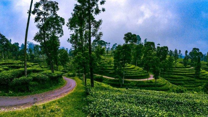 Rekomendasi tempat wisata di Bogor yang masih asri di kawasan pegunungan, salah satunya Kebun Teh Cianten, yang berlokasi di Desa Cianten, Kelurahan Purasari, Kecamatan Leuwiliang, Kabupaten Bogor.