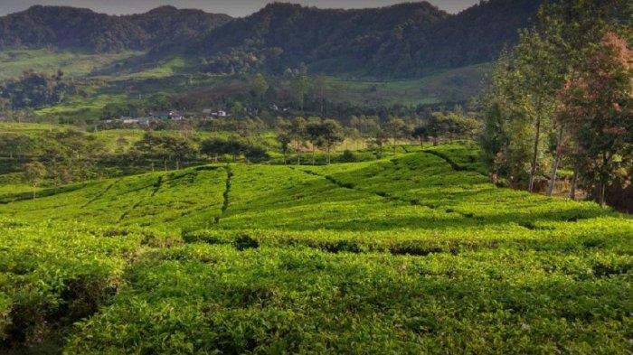 Daftar tempat wisata di kawasan Puncak Bogor yang cocok buat hunting foto, karena panorama pemandangannya indah. Salah satunya Kebun Teh Gunung Mas.