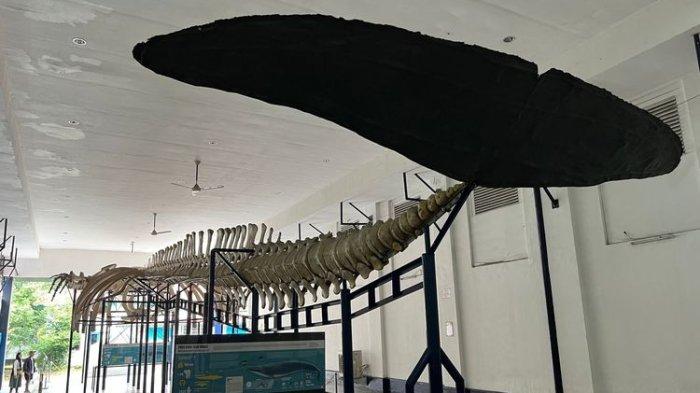 Kerangka asli ikan paus biru raksasa merupakan koleksi terbesar sekaligus daya tarik tempat wisata Museum Zoologi Bogor.