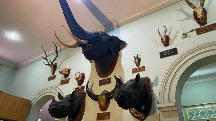 Mengintip berbagai macam fosil hewan yang diawetkan di Museum Zoologi,  menjadi tempat wisata edukasi yang paling terkenal di Bogor. 