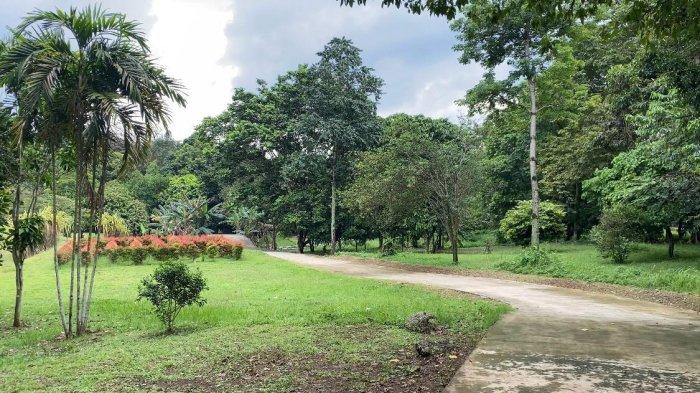 TEMPAT WISATA BOGOR - Kebun Raya Cibinong masih terkenal dengan keindahan hutannya yang rimbun, terdapat 10.000 tumbuhan khas 7 region pulau besar di Indonesia yang ditanam. Mulai dari tumbuhan khas Sumatera, Jawa-Bali, Kalimantan, Sulawesi, Maluku, Nusa Tenggara dan Papua.