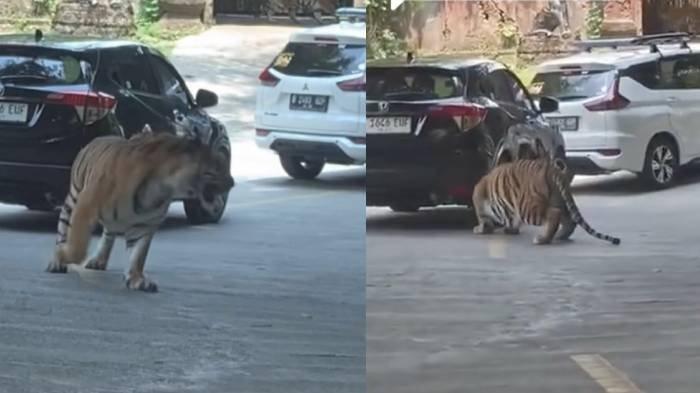 Begini kronologi harimau Sumatera serang mobil pengunjung di Taman Safari Cisarua, Bogor.