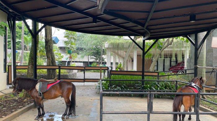 WISATA BOGOR – Dua ekor kuda poni disiapkan untuk wahana menunggangi kuda di Pet Zoo Mall Boxies 123. Pengunjung, terutama anak-anak, dapat merasakan pengalaman berkuda secara langsung dengan pengawasan petugas.