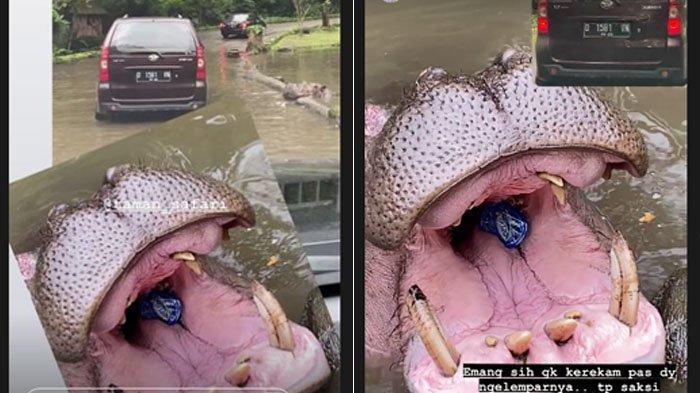 Pengunjung Taman Safari Bogor Lompat dari Mobil, Lempar Benda ke Kandang Jerapah