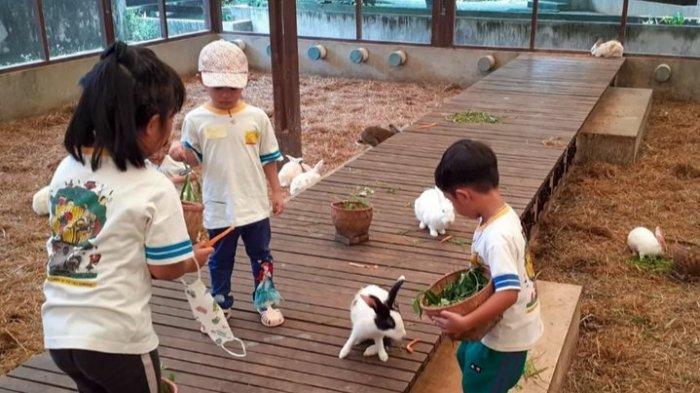 Kuntum Farmfield jadi tempat wisata di Bogor yang mengedukasi anak - anak untuk belajar mengenai tumbuhan dan hewan.