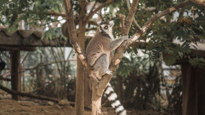 Lemur Ekor Cincin, satwa asal Madagaskan yang bisa kamu temui di Africa Mini Zoo Royal Safari Garden