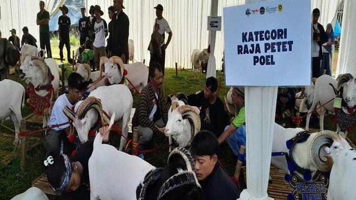 Dinas Perikanan dan Peternakan Kabupaten Bogor sebagai pengelola bidang peternakan dan kesehatan hewan di Kabupaten Bogor menyelenggarakan Festival Ternak Domba Kambing dan Seni Ketangkasan Domba pada tanggal 12 November 2023.